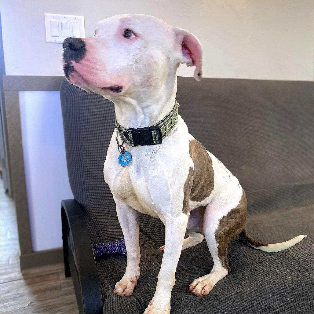 Draco, a Adoptable Pit Bull Terrier in Green Bay, WI image 2/6