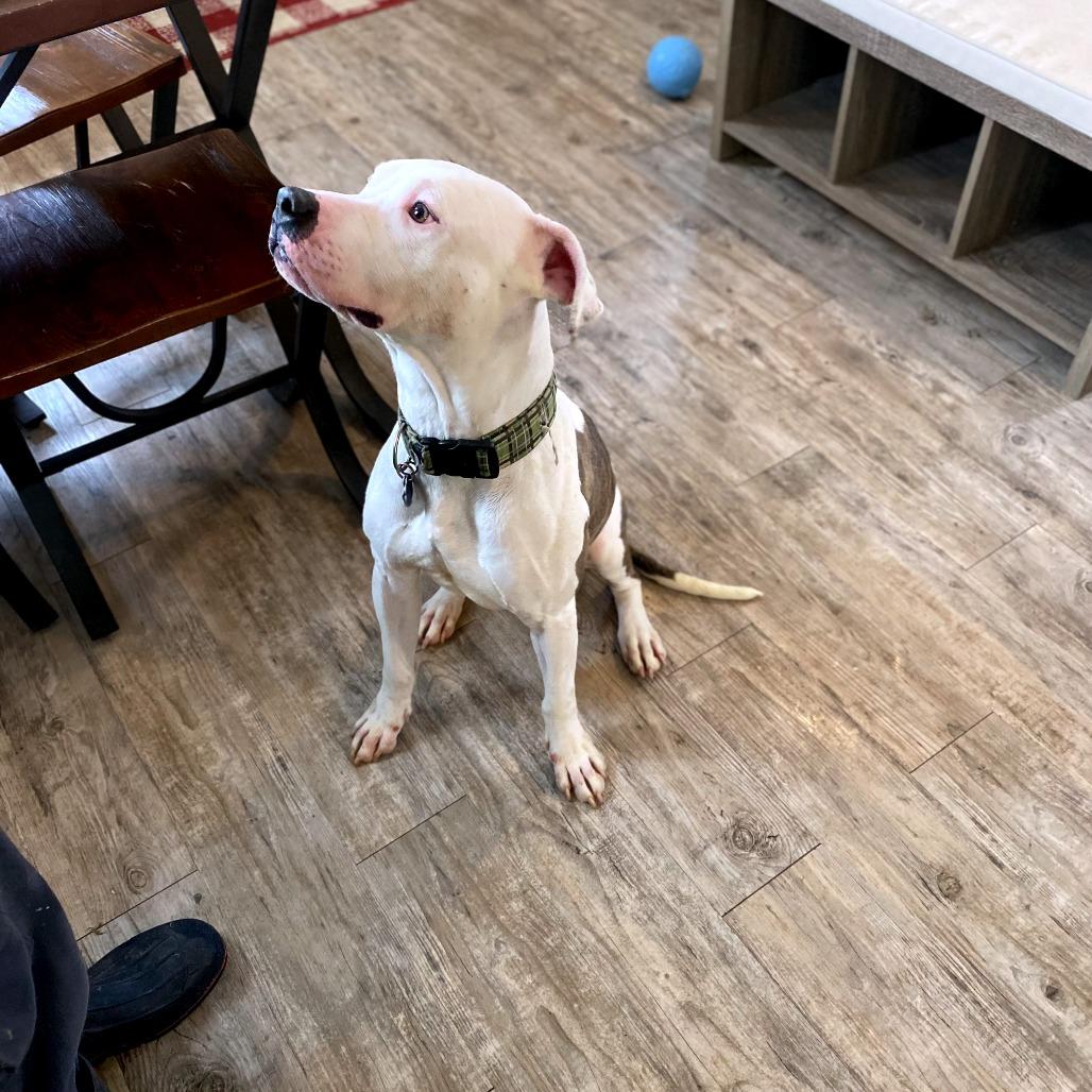 Draco, a Adoptable Pit Bull Terrier in Green Bay, WI image 3/6
