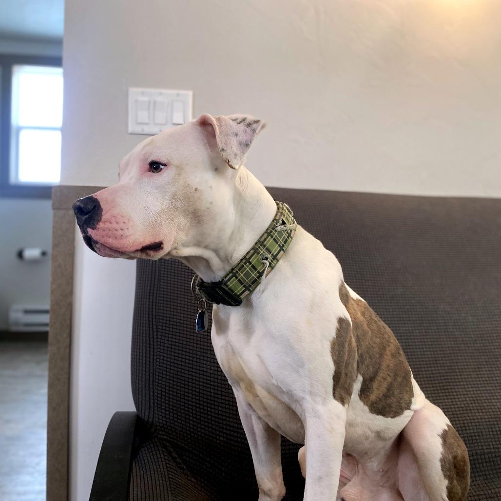 Draco, a Adoptable Pit Bull Terrier in Green Bay, WI image 4/6
