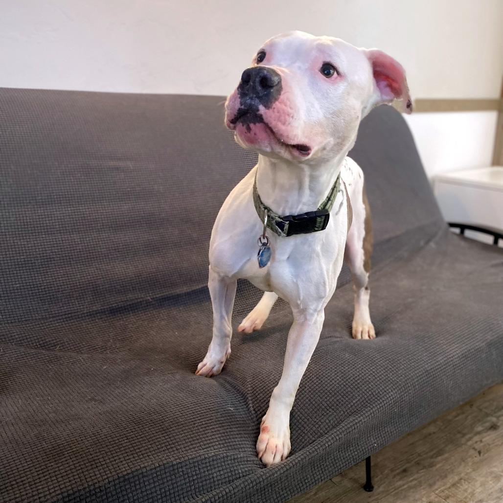 Draco, a Adoptable Pit Bull Terrier in Green Bay, WI image 5/6