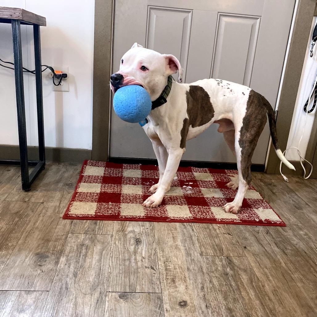 Draco, a Adoptable Pit Bull Terrier in Green Bay, WI image 6/6