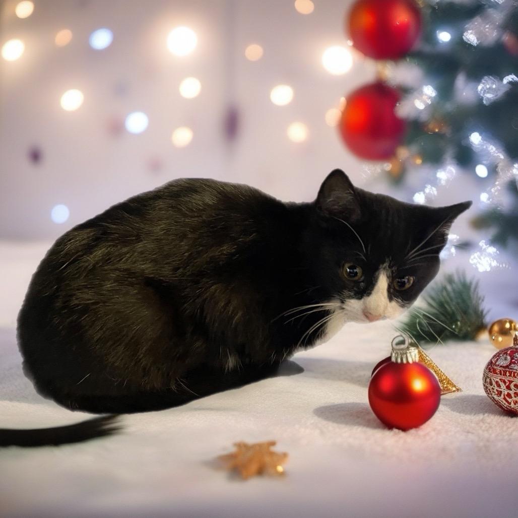 Cailiee, Adoptable, Kitten Female Domestic Short Hair.