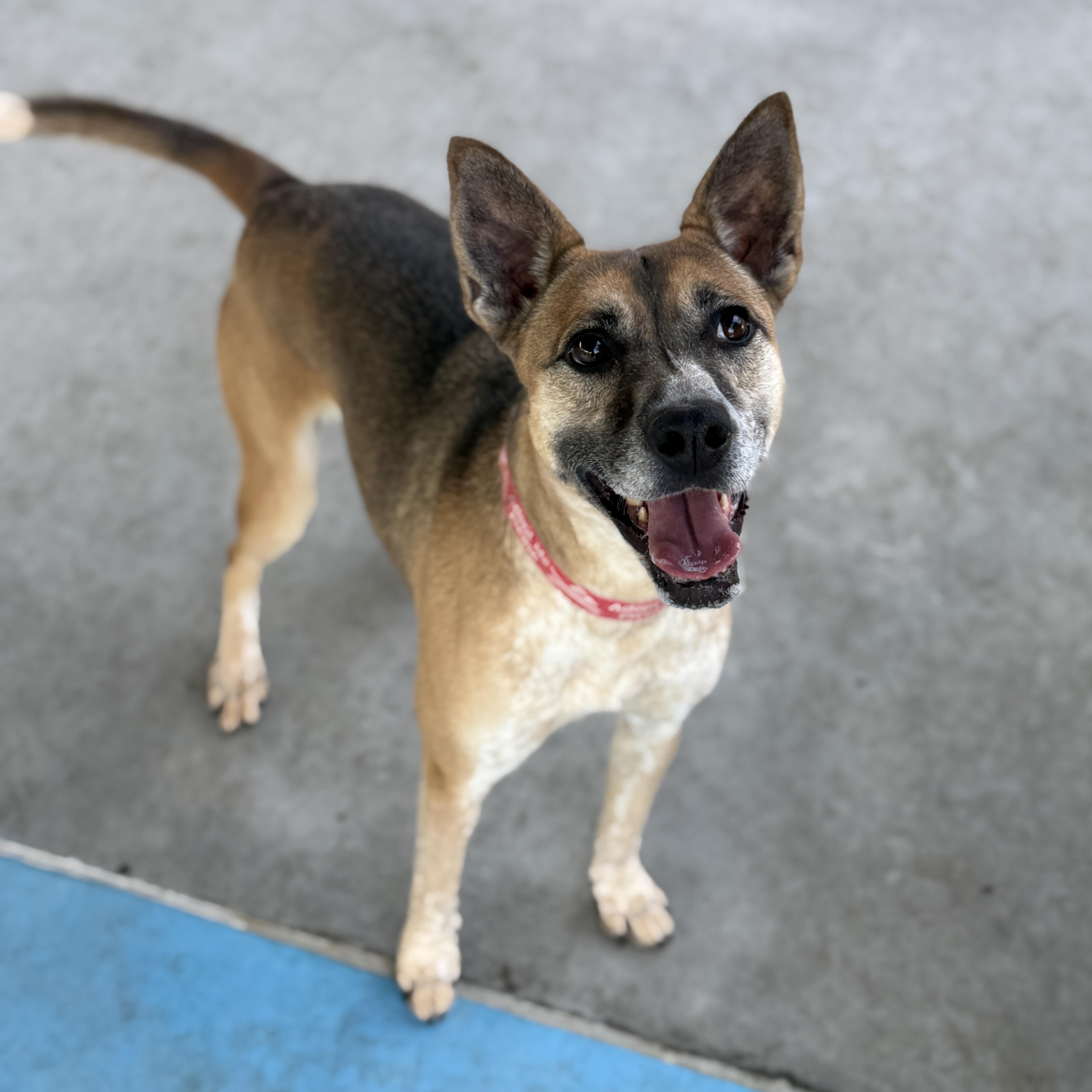 Pixel, Adoptable, Adult Female Australian Cattle Dog / Blue Heeler & Shepherd.
