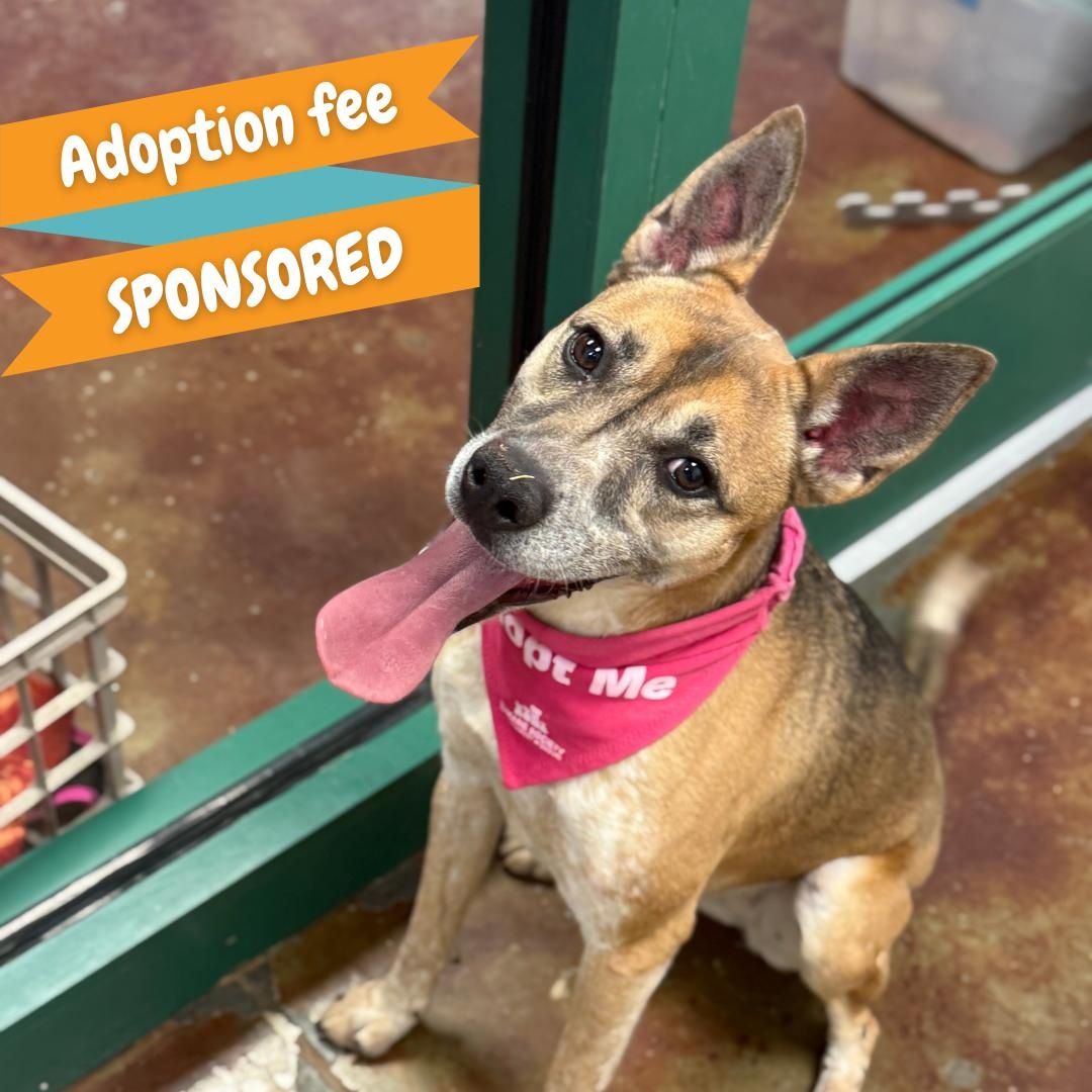 Pixel, Adoptable, Adult Female Australian Cattle Dog / Blue Heeler & Shepherd.