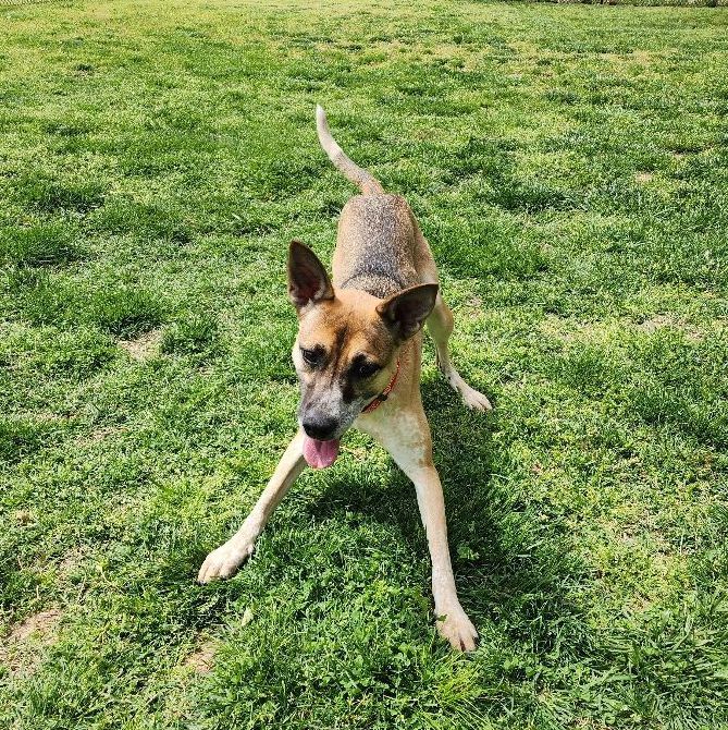 Pixel, a Adoptable mixed breed in Springfield, MO image 4/6
