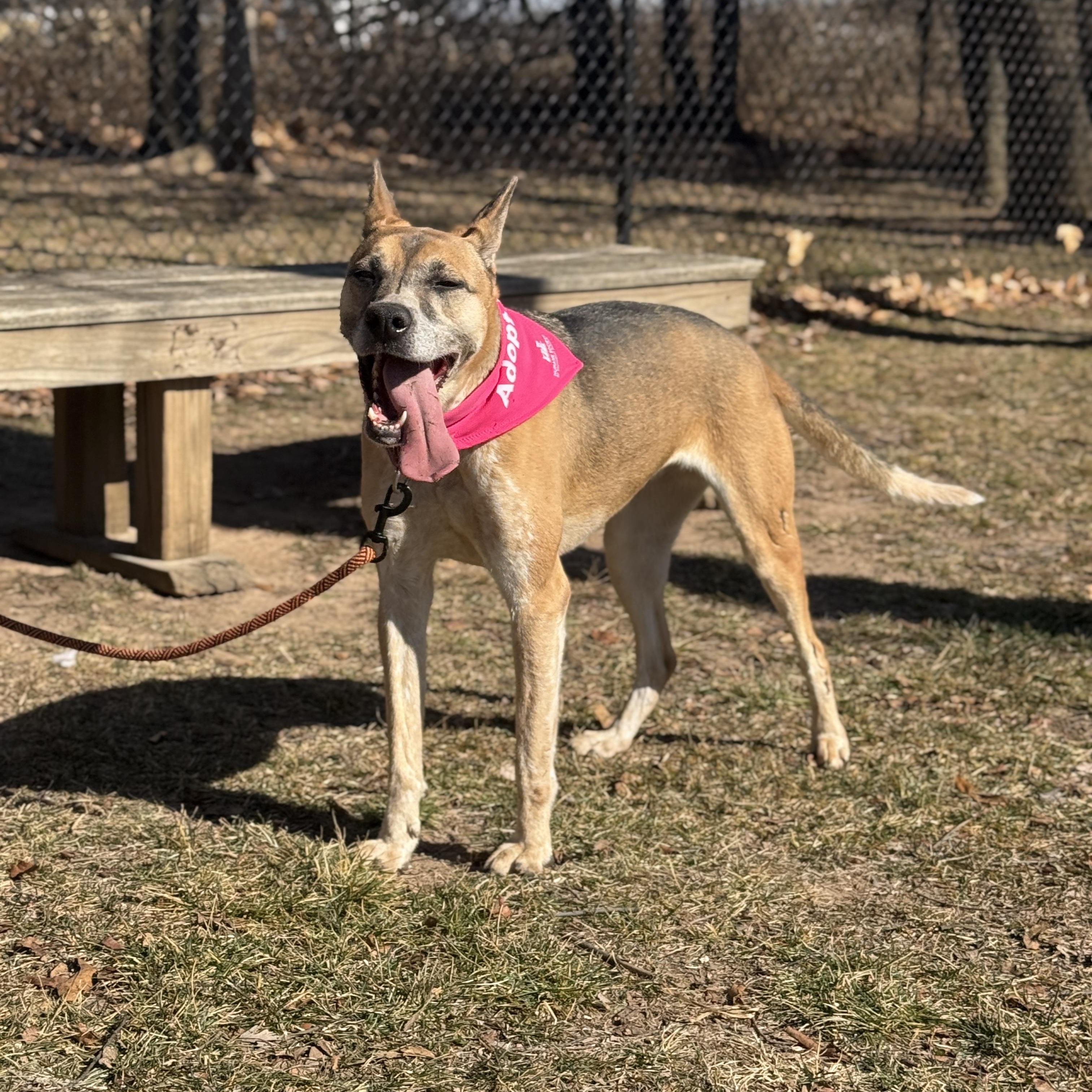 Enlarge Pixel, a Adoptable mixed breed in Springfield, MO image 2/6