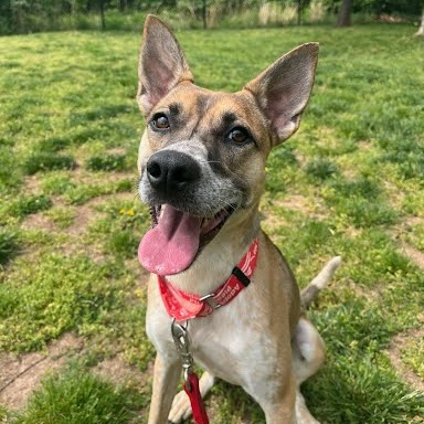 Pixel, a Adoptable mixed breed in Springfield, MO image 2/6