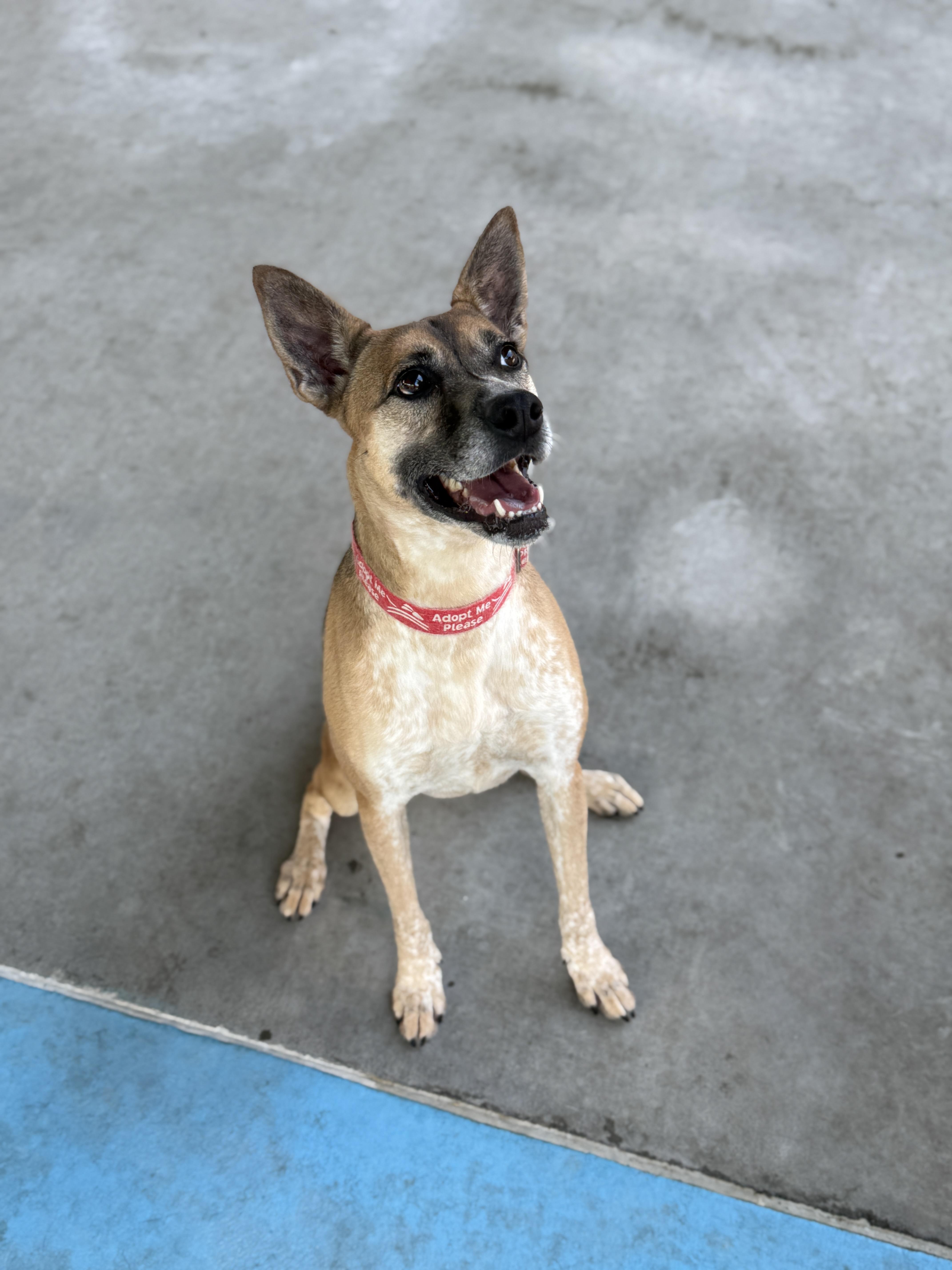 Pixel, an adoptable Australian Cattle Dog / Blue Heeler, Shepherd in Springfield, MO, 65803 | Photo Image 5