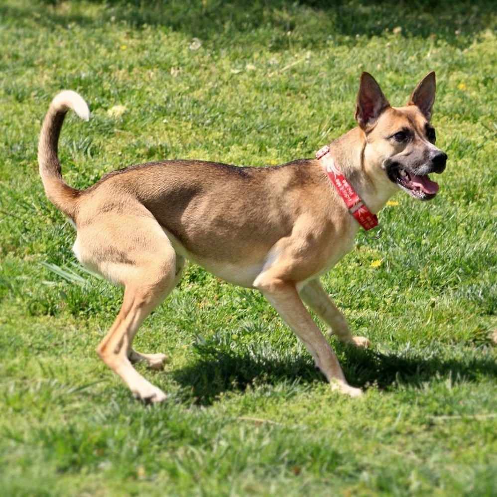 Pixel, a Adoptable mixed breed in Springfield, MO image 3/6