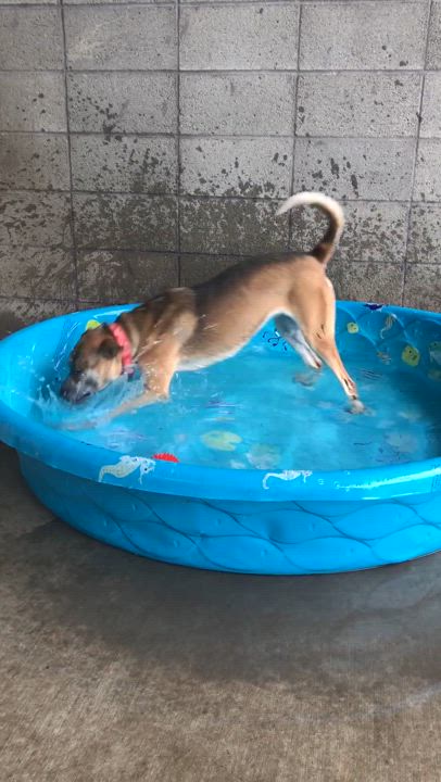 Enlarge Pixel, a Adoptable mixed breed in Springfield, MO video 6/6