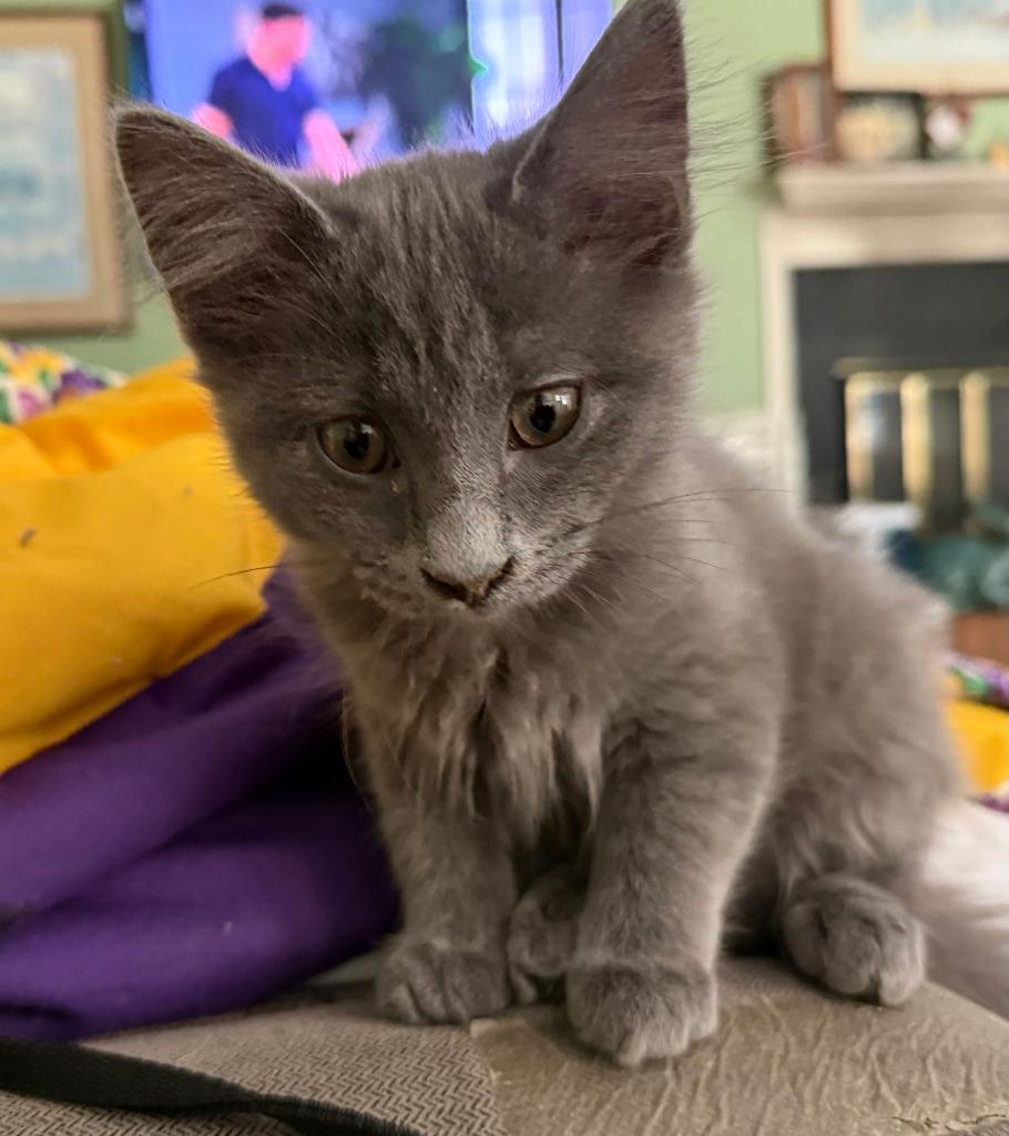 Moppet26, a Adoptable mixed breed in Youngsville, NC image 1/4