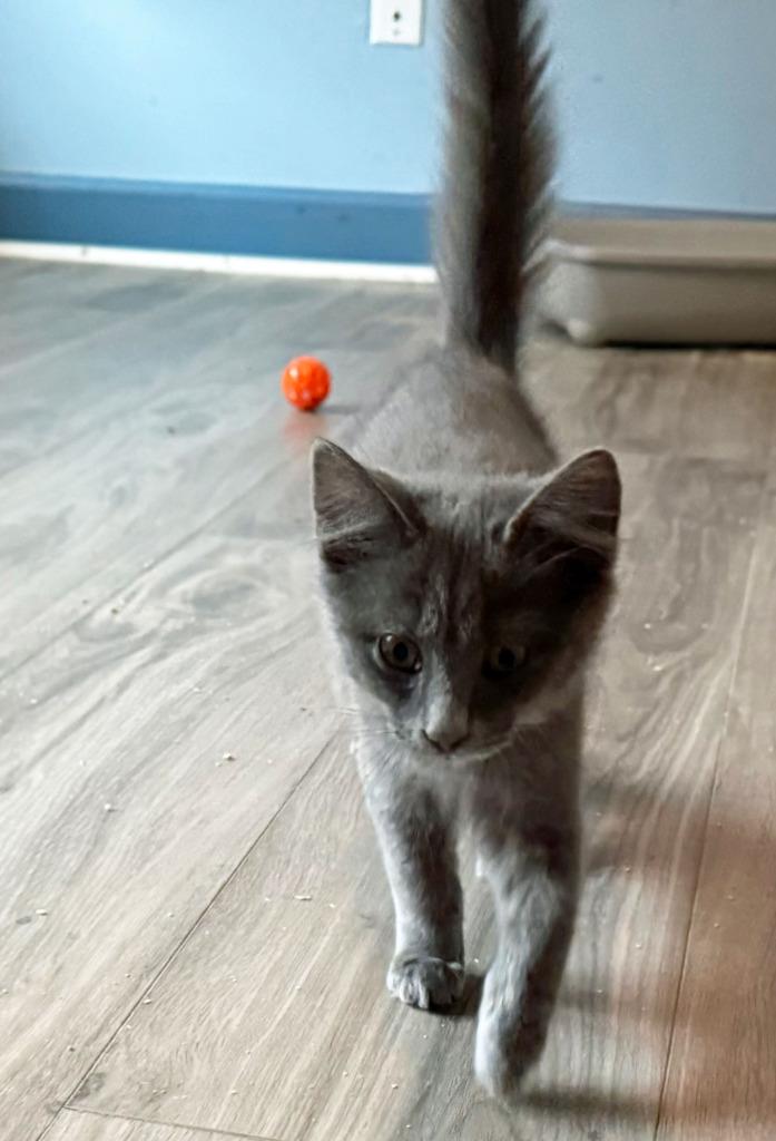Moppet26, a Adoptable mixed breed in Youngsville, NC image 2/4
