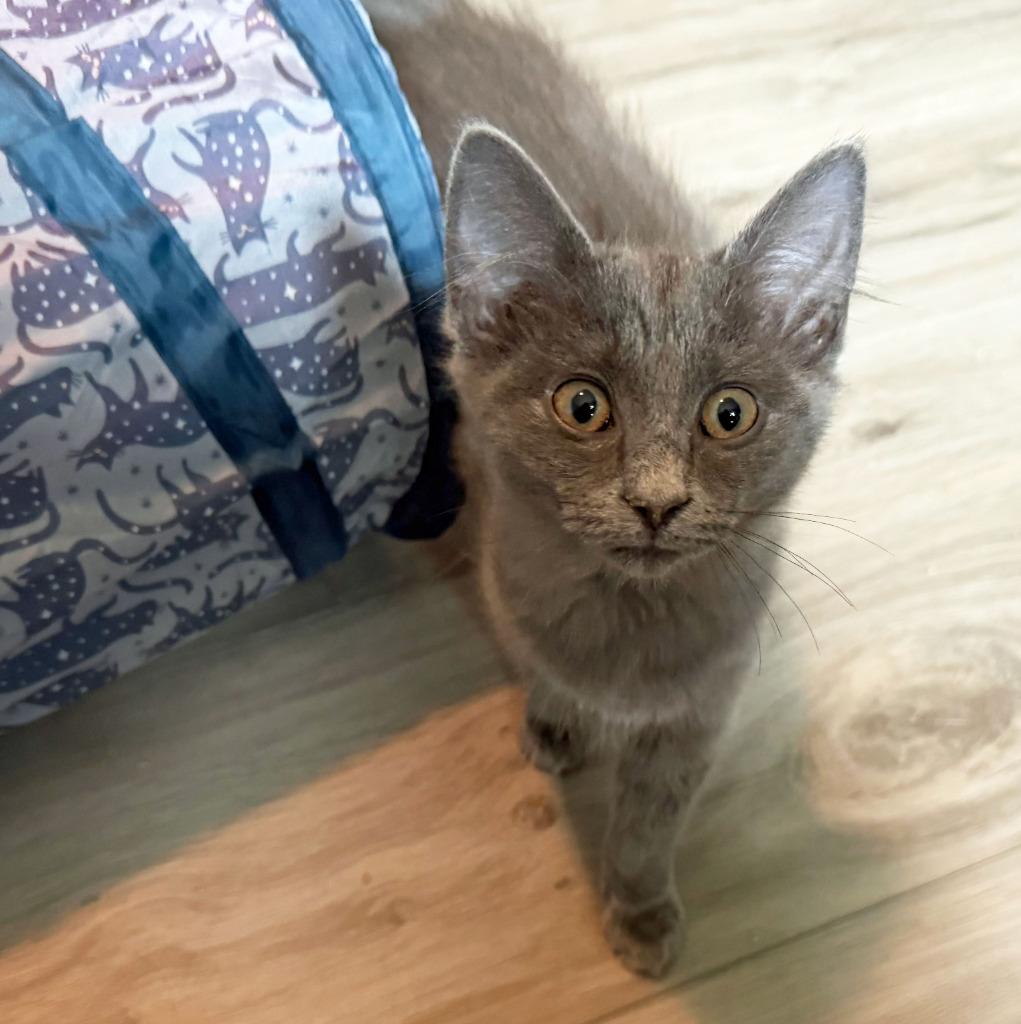 Moppet26, a Adoptable mixed breed in Youngsville, NC image 3/4