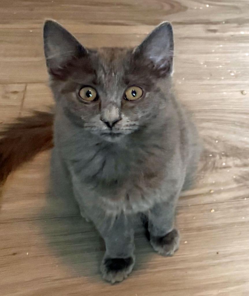 Moppet26, a Adoptable mixed breed in Youngsville, NC image 4/4