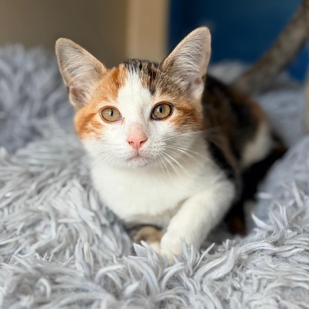Honey, Honey, Adoptable, Kitten Female Domestic Short Hair.