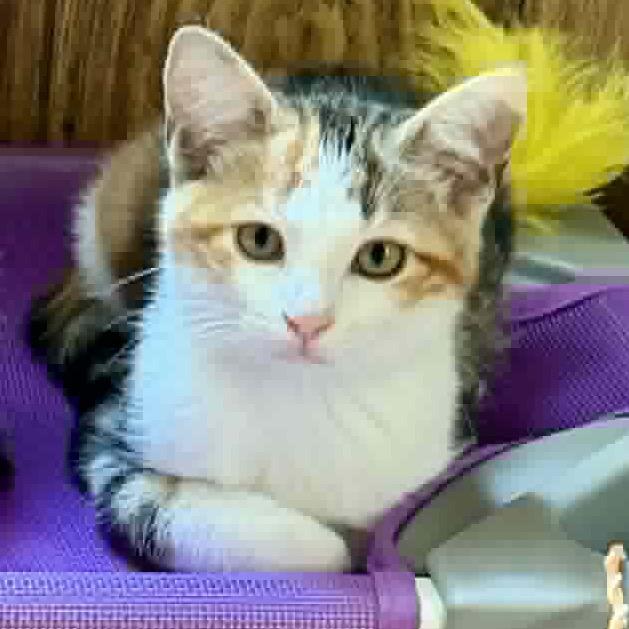 Enlarge Honey, Honey, a Adoptable Domestic Short Hair in Aldie, VA image 2/2