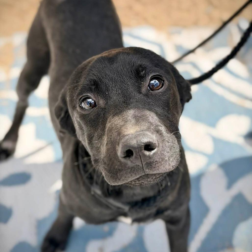 CT Odis (Fostered in Glastonbury, CT), a Adoptable mixed breed in Eastford, CT image 1/5