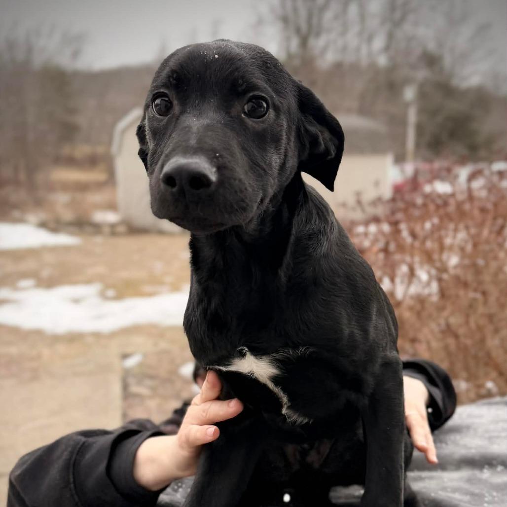 CT Odis (Fostered in Glastonbury, CT), a Adoptable mixed breed in Eastford, CT image 4/5