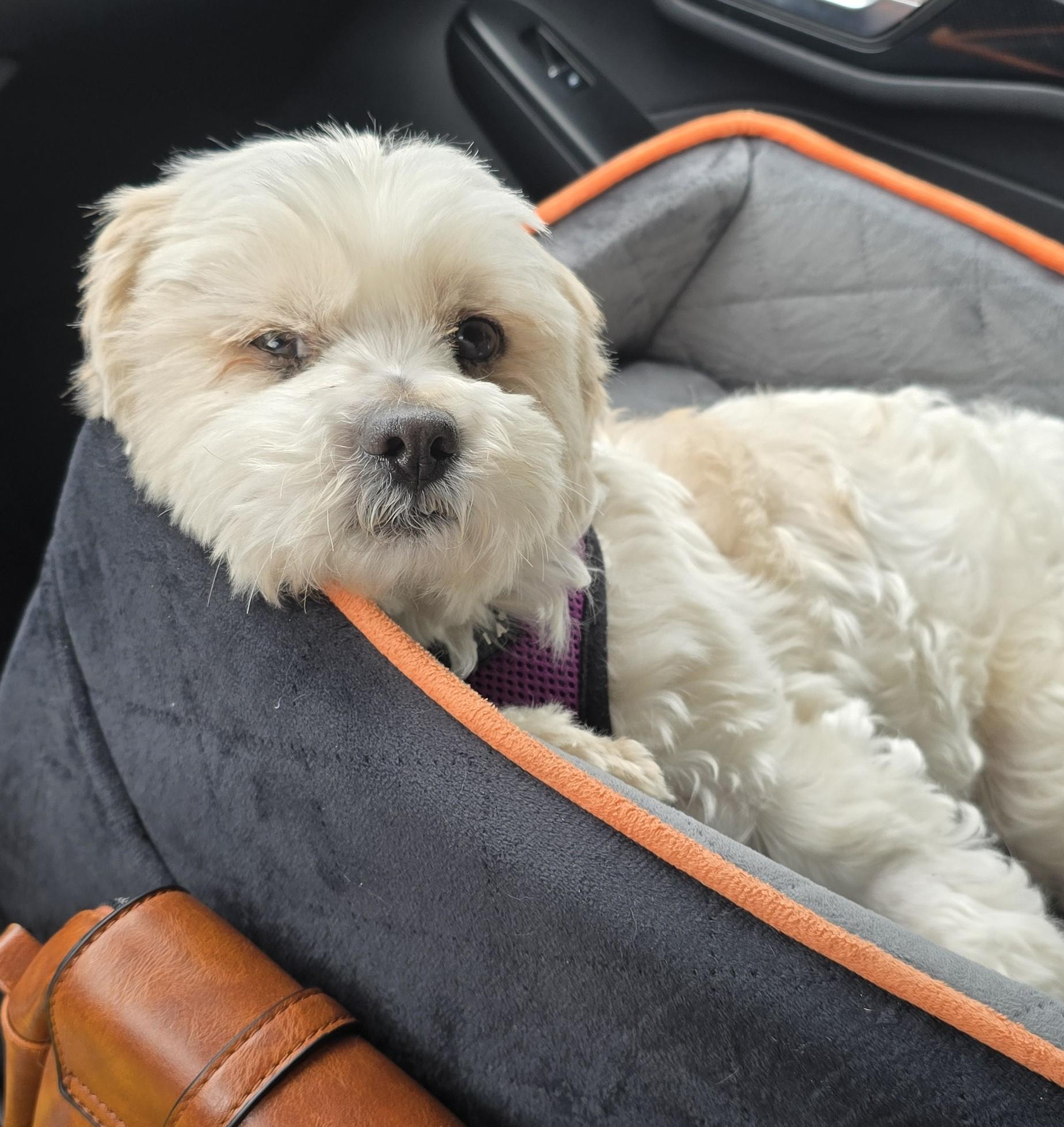 Enlarge Luwi, a ADOPTABLE Shih Tzu in Lake Forest, CA image 2/6