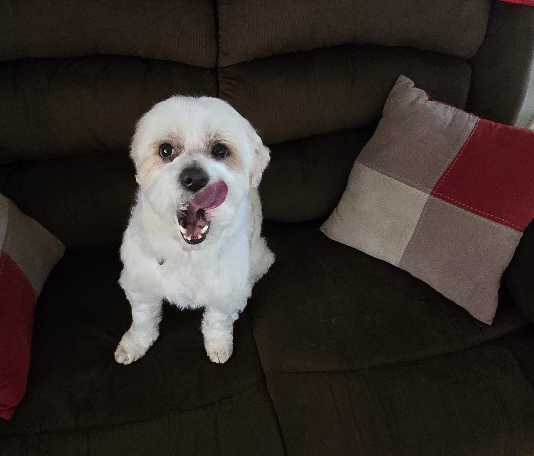 Enlarge Luwi, a ADOPTABLE Shih Tzu in Lake Forest, CA image 3/6