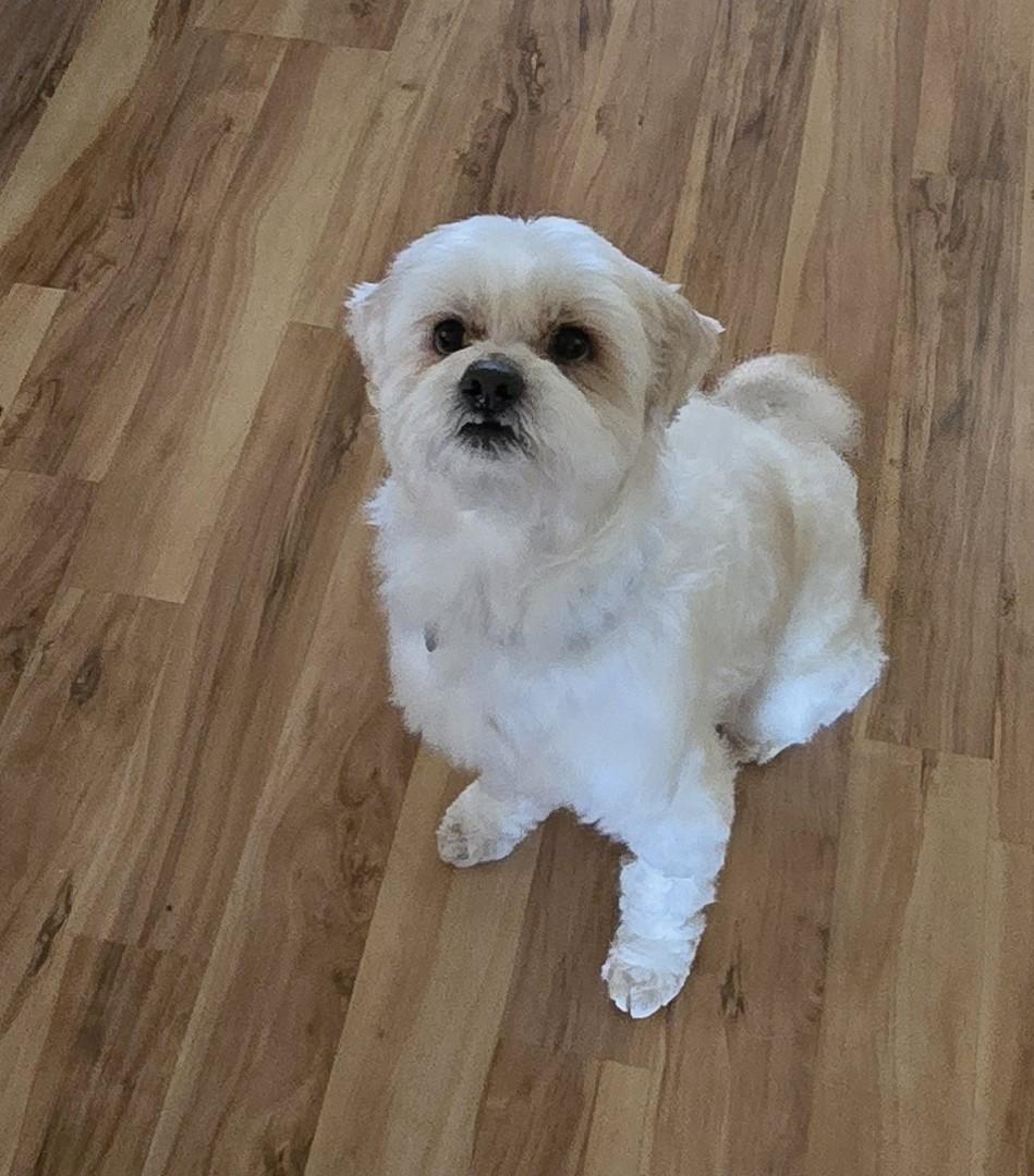 Enlarge Luwi, a ADOPTABLE Shih Tzu in Lake Forest, CA image 5/6