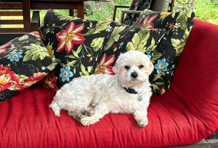 Enlarge Luwi, a ADOPTABLE Shih Tzu in Lake Forest, CA image 6/6