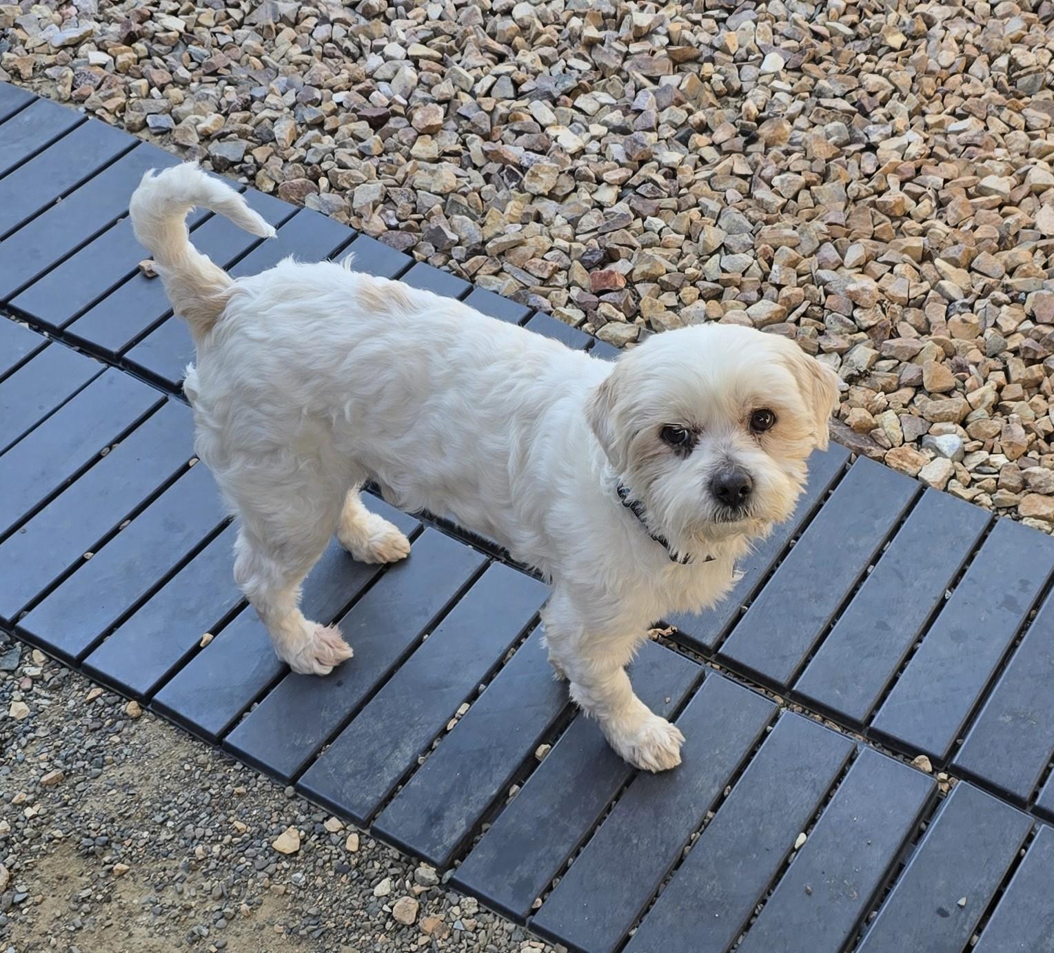 Luwi, ADOPTABLE, Adult Male Shih Tzu.