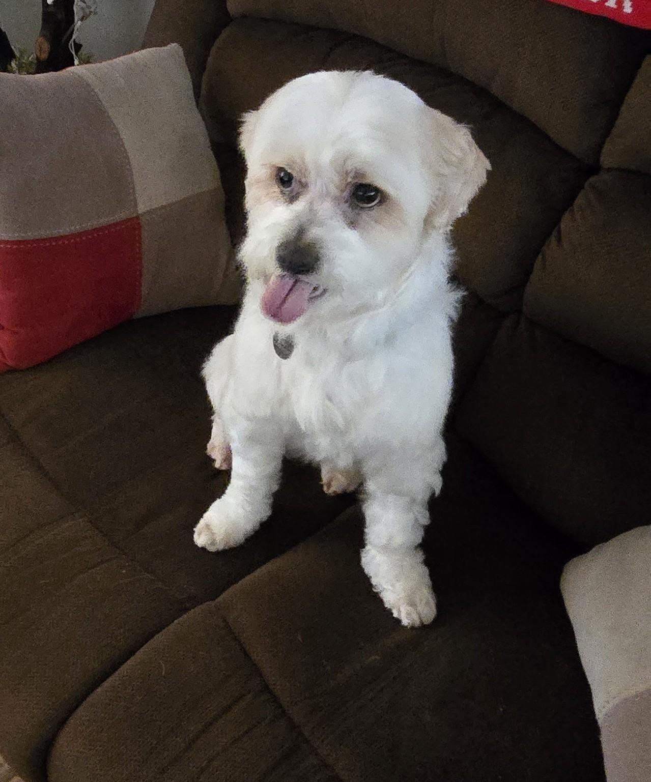 Enlarge Luwi, a ADOPTABLE Shih Tzu in Lake Forest, CA image 4/6