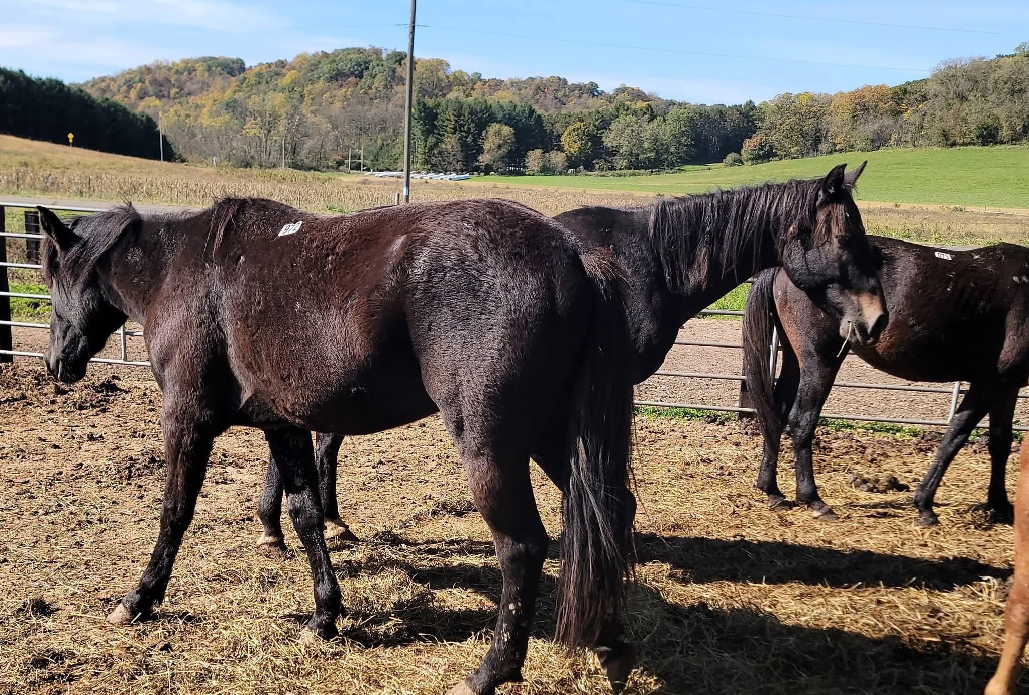 Enlarge 3 young black horses, a Adoptable Standardbred in Richland Center, WI image 1/1