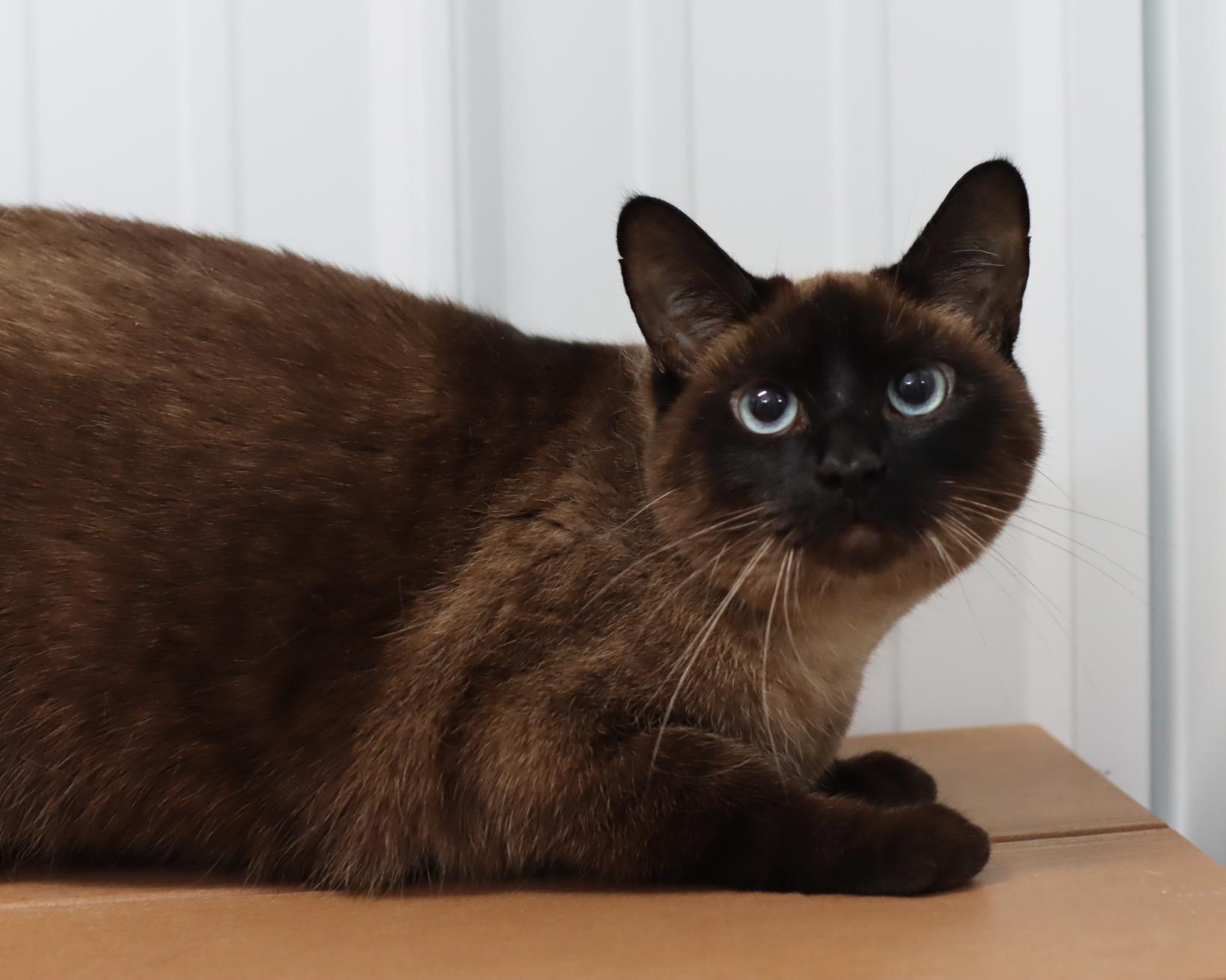 Sheba