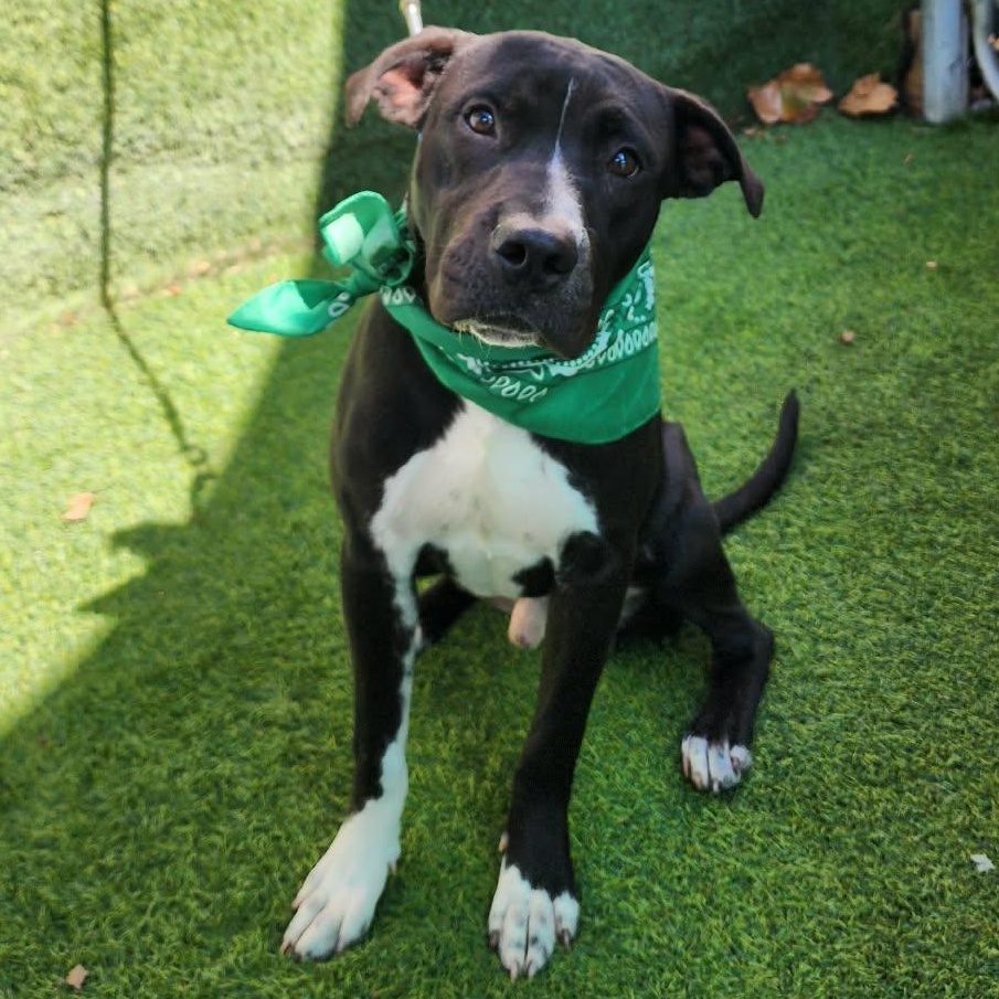 Enlarge Calvin, an adopted mixed breed in Darien, IL image 2/6