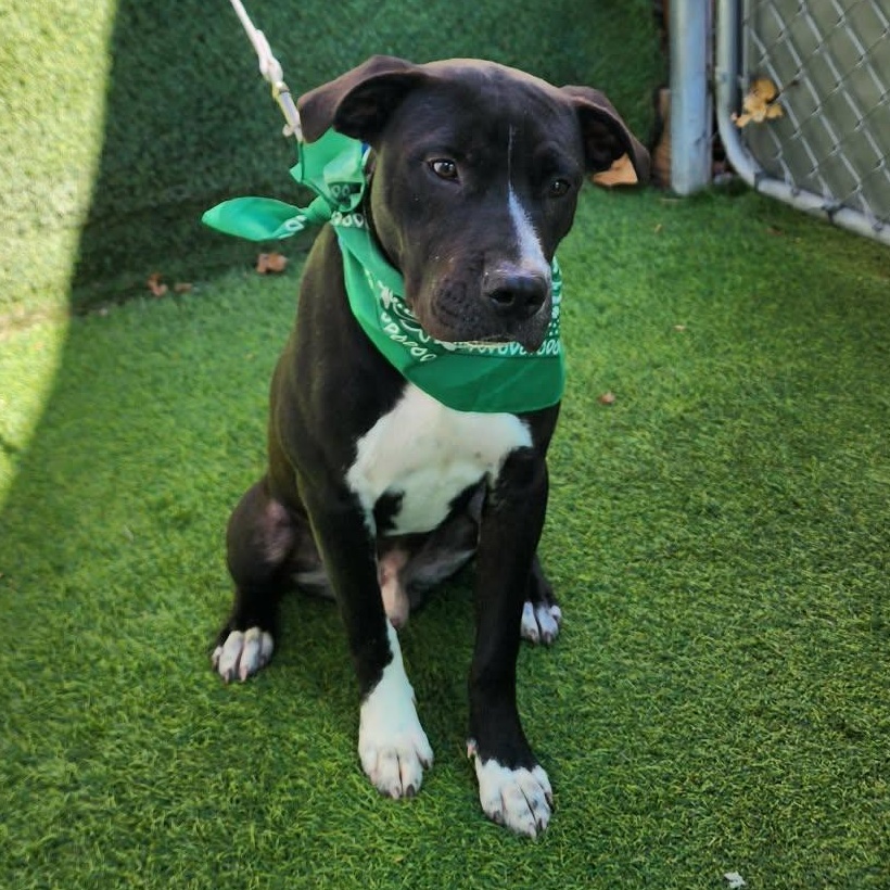 Enlarge Calvin, an adopted mixed breed in Darien, IL image 5/6