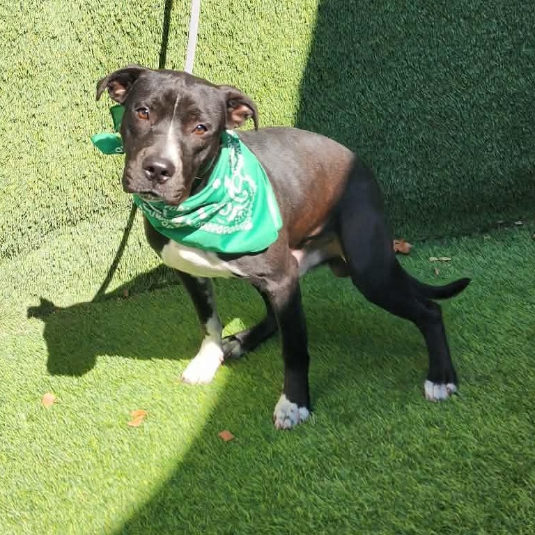 Enlarge Calvin, an adopted mixed breed in Darien, IL image 6/6