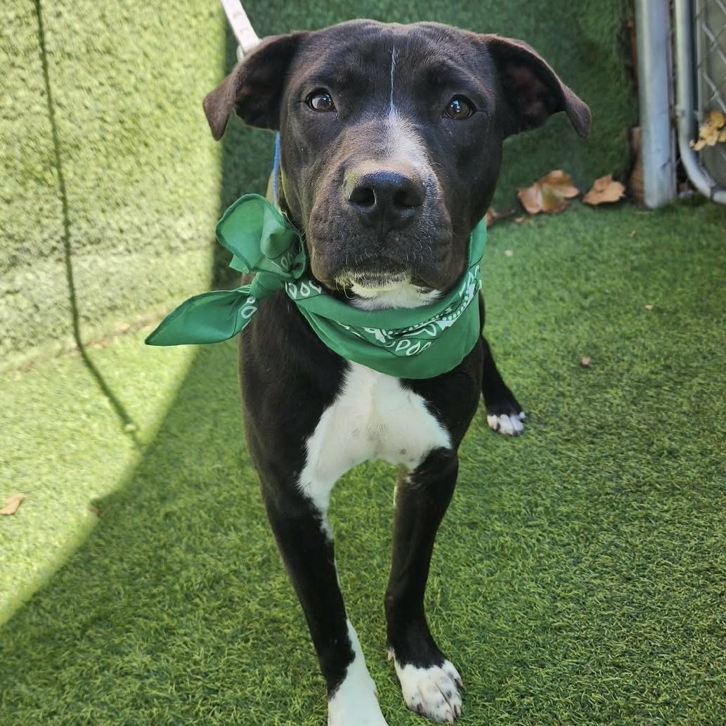 Enlarge Calvin, an adopted mixed breed in Darien, IL image 1/6