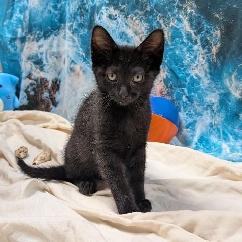 Cat Noir