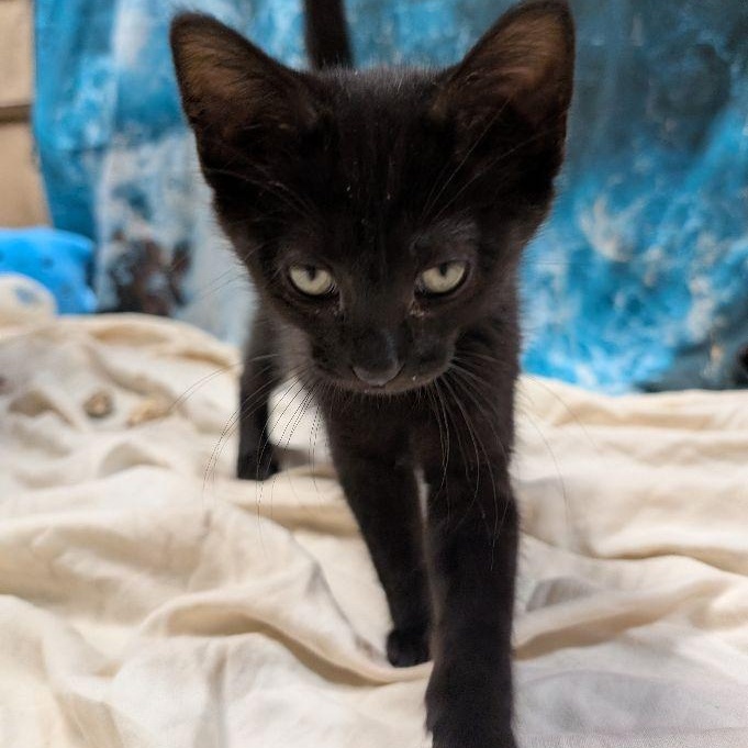 Cat Noir