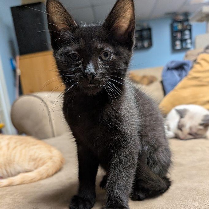 Cat Noir