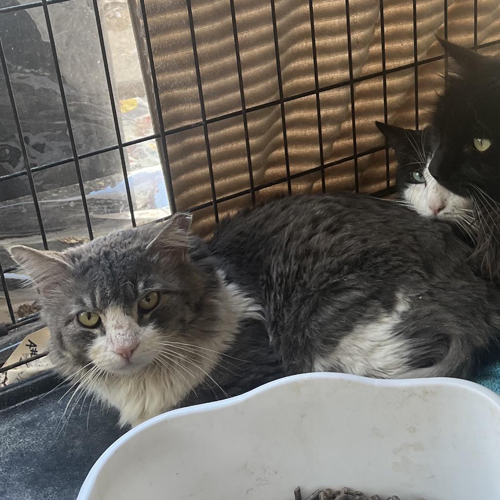 Enlarge Marshall, a Adoptable Domestic Medium Hair in Casa Grande, AZ image 1/1