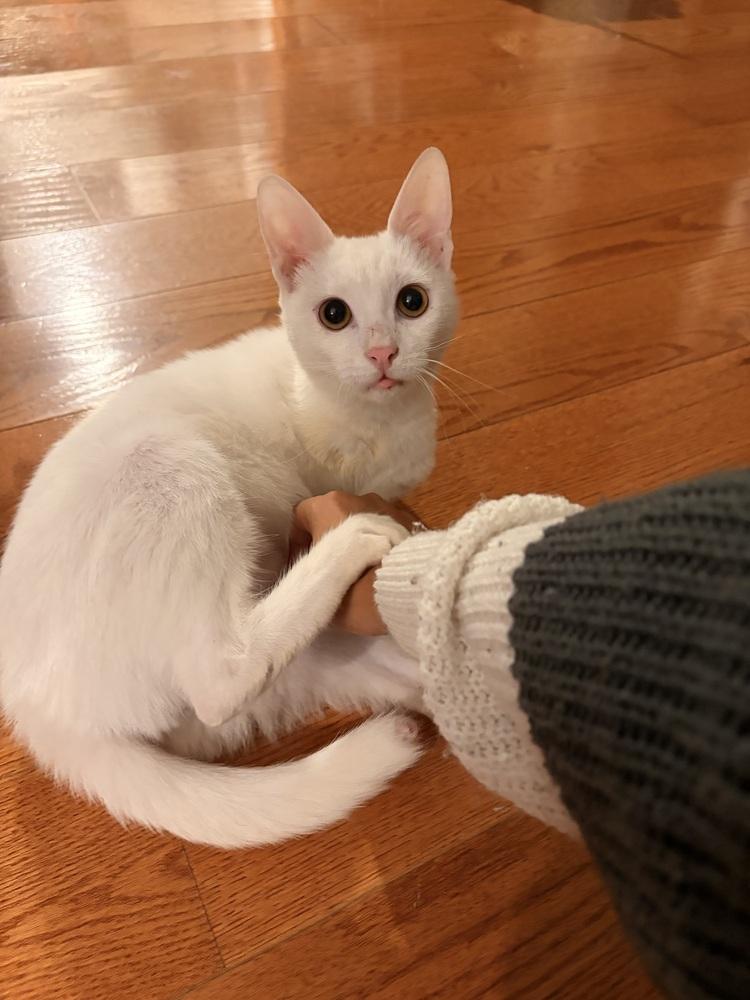 Spunky Sid, Adopted, Kitten Male Turkish Angora.