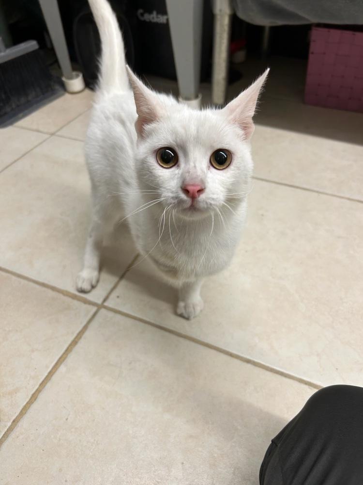 Spunky Sid, a Adopted Turkish Angora in Randolph, MA image 2/3