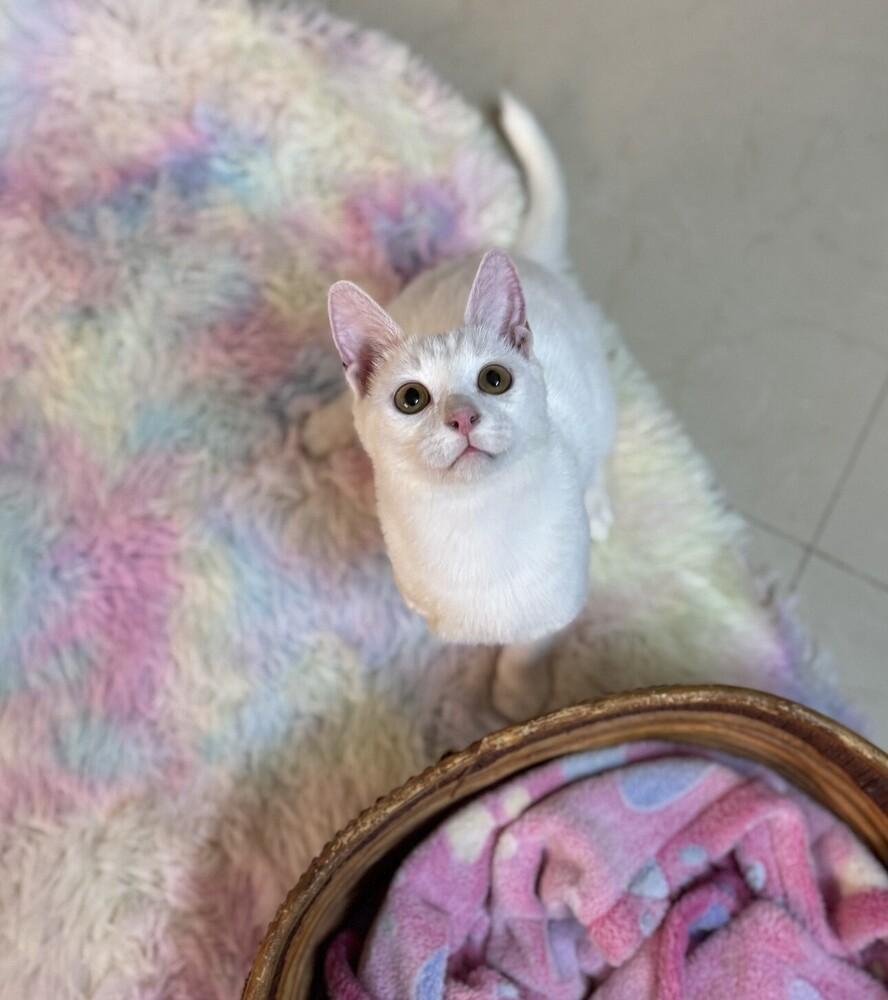 Spunky Sid, a Adopted Turkish Angora in Randolph, MA image 3/3