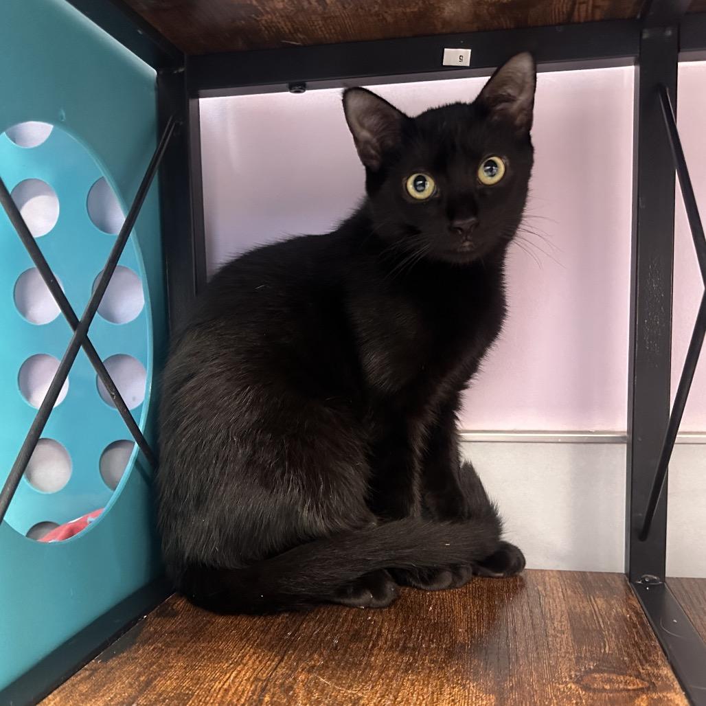 Enlarge Rey, a Adoptable Domestic Short Hair in Boston, MA image 2/6