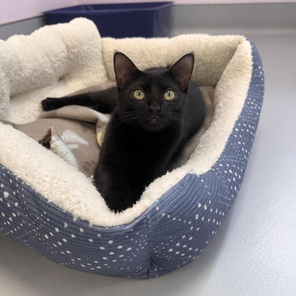 Enlarge Rey, a Adoptable Domestic Short Hair in Boston, MA image 3/6