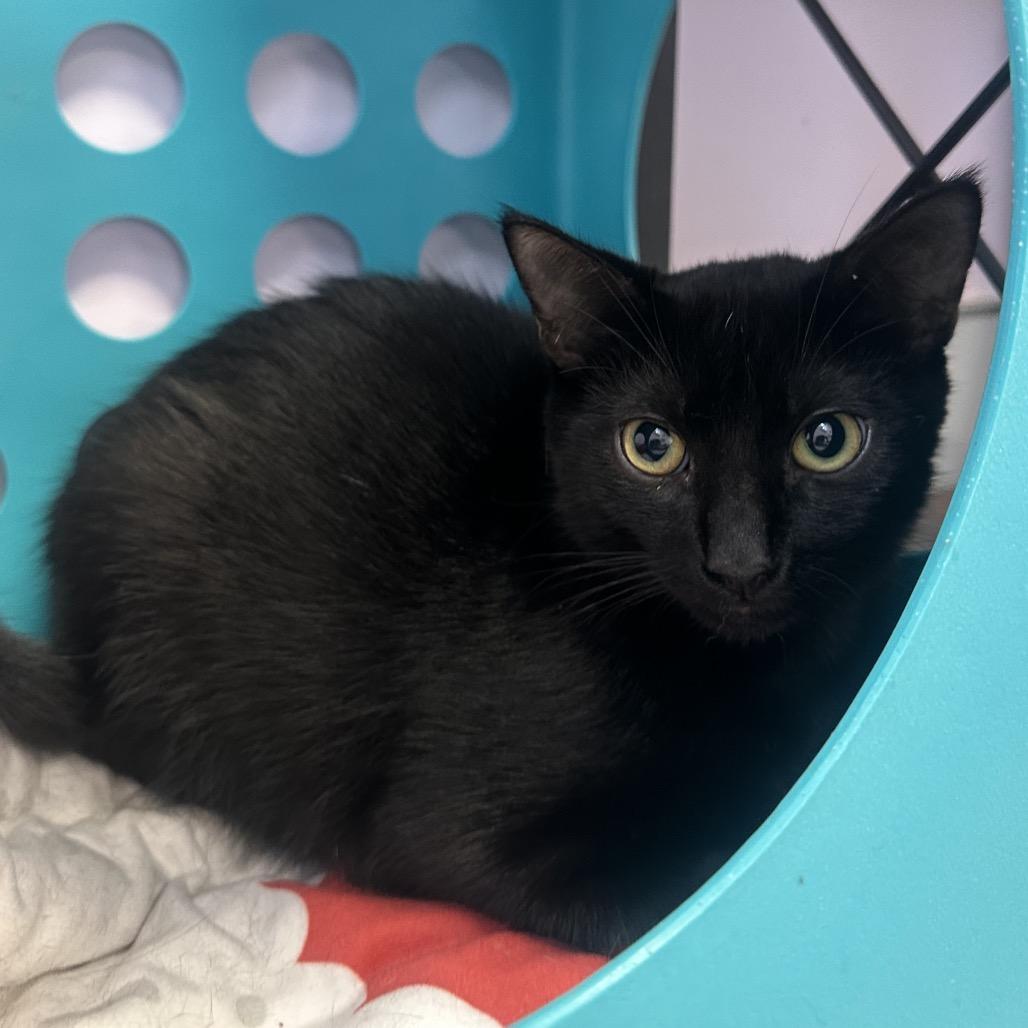 Enlarge Rey, a Adoptable Domestic Short Hair in Boston, MA image 4/6
