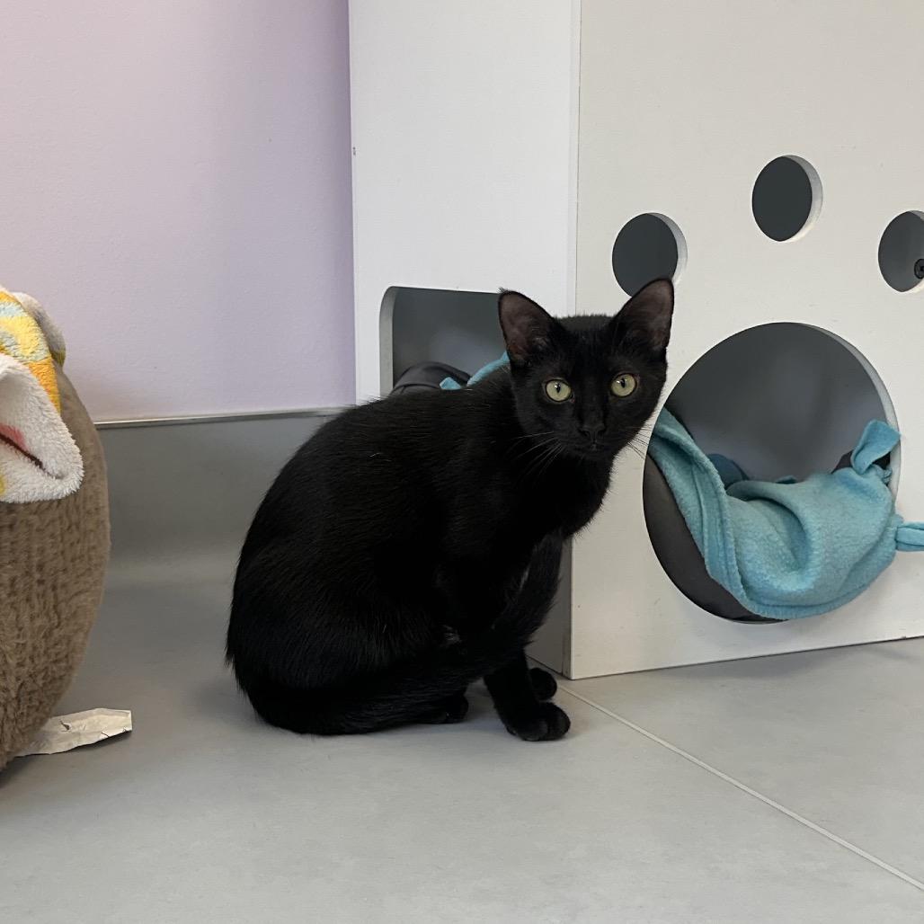 Enlarge Rey, a Adoptable Domestic Short Hair in Boston, MA image 5/6