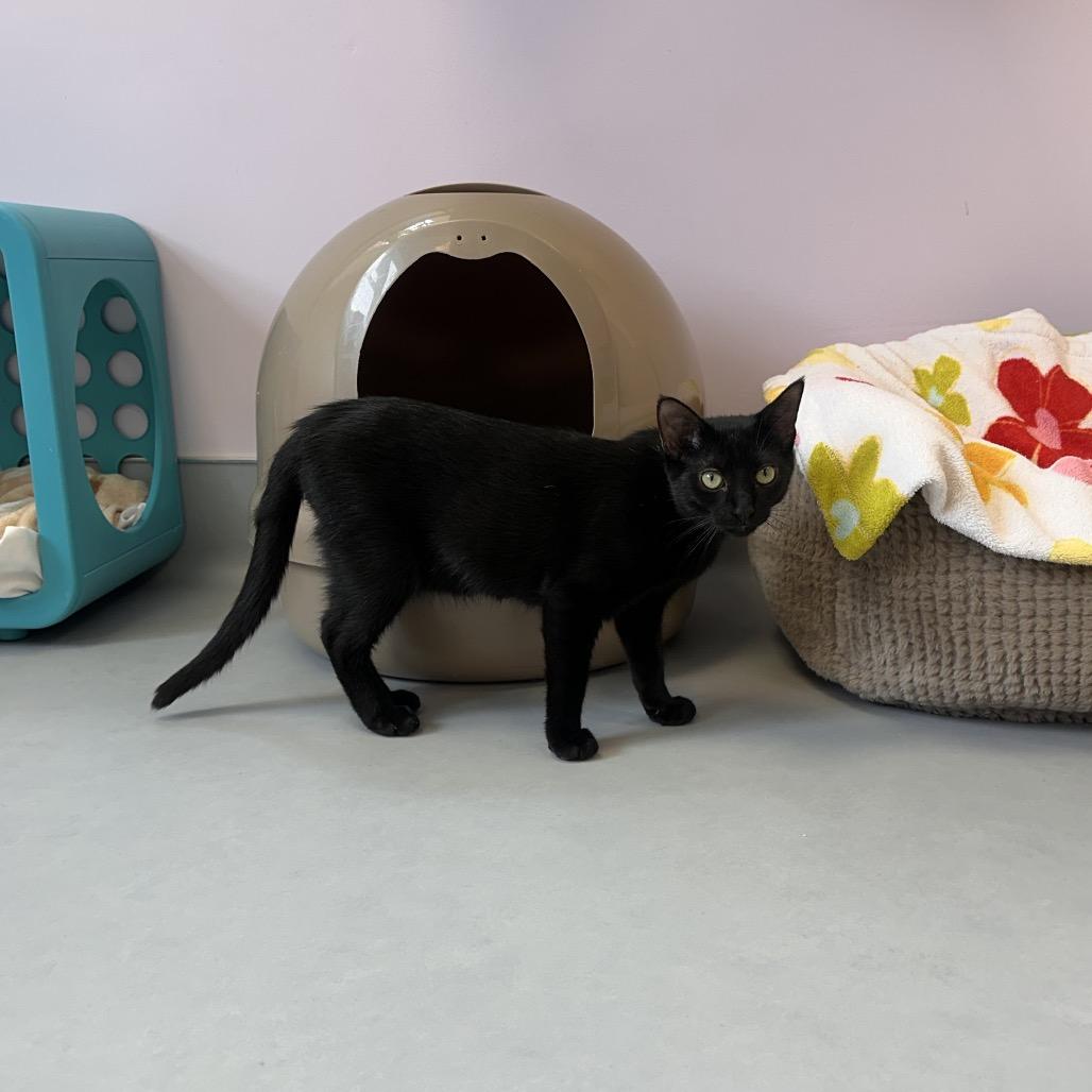 Enlarge Rey, a Adoptable Domestic Short Hair in Boston, MA image 6/6
