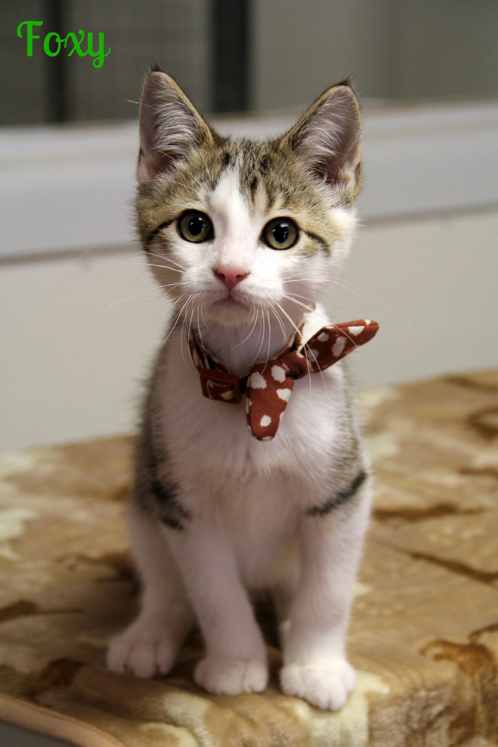 Foxy, ADOPTABLE, Kitten Male Domestic Short Hair.