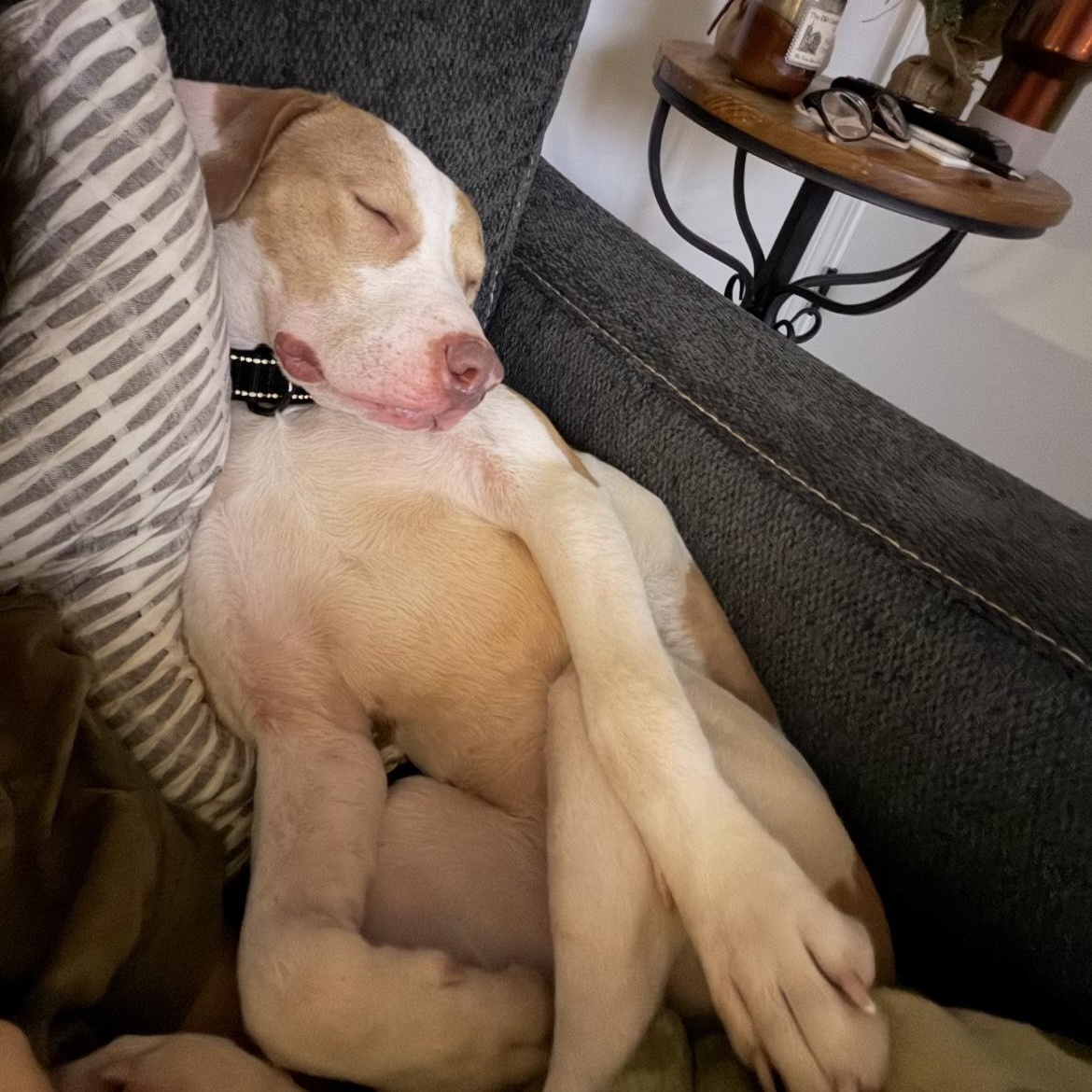 Enlarge Priscilla , a ADOPTABLE mixed breed in South Plainfield, NJ image 4/6