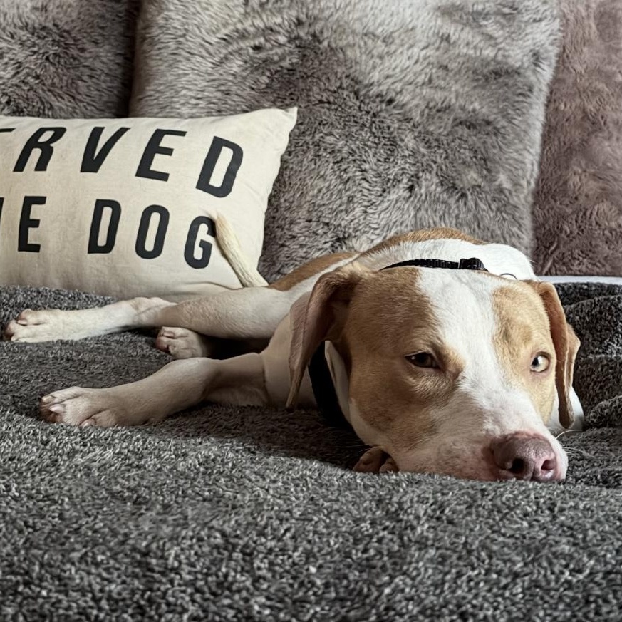 Enlarge Priscilla , a ADOPTABLE mixed breed in South Plainfield, NJ image 2/6