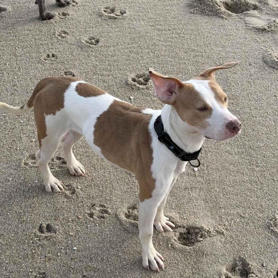 Enlarge Priscilla , a ADOPTABLE mixed breed in South Plainfield, NJ image 3/6